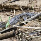 Baby Crocodile in Daintree National Park