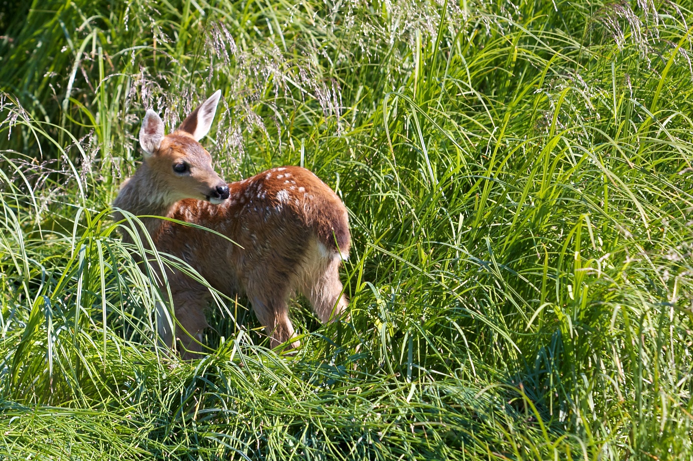 Baby deer after the river cross - Vancouver Island BC Canada