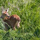 Baby deer after the river cross - Vancouver Island BC Canada