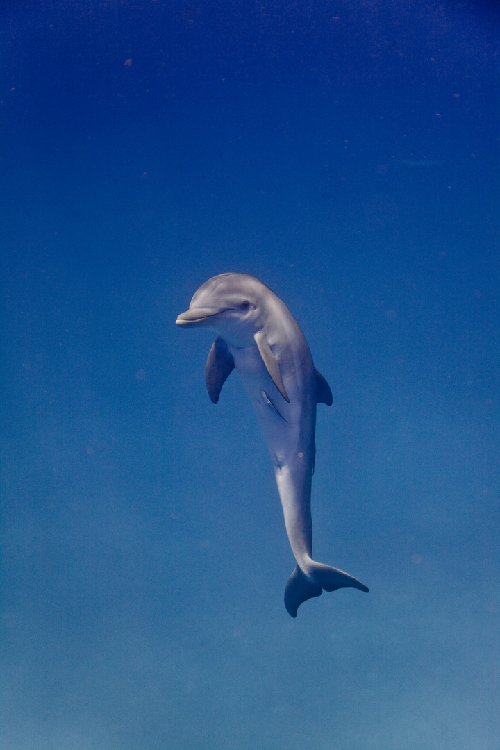 Baby Delfin Foto Bild Tiere Wildlife Saugetiere Bilder Auf Fotocommunity