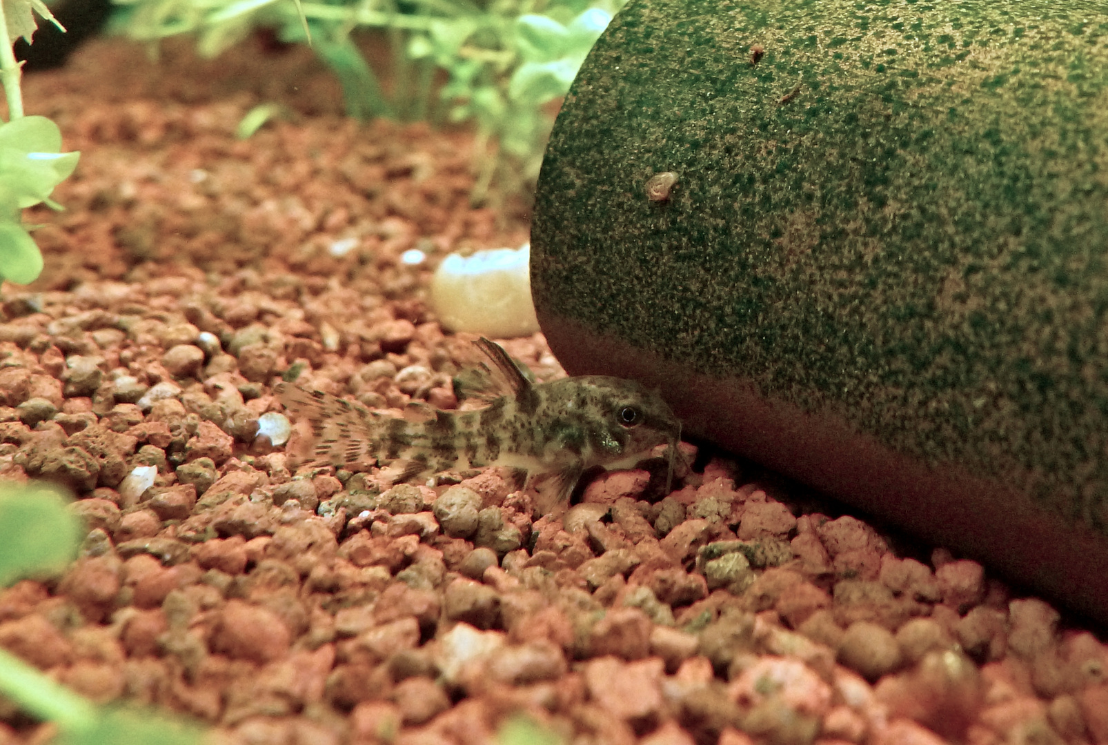 Baby des Marmorpanzerwelses (Corydoras paleatus)