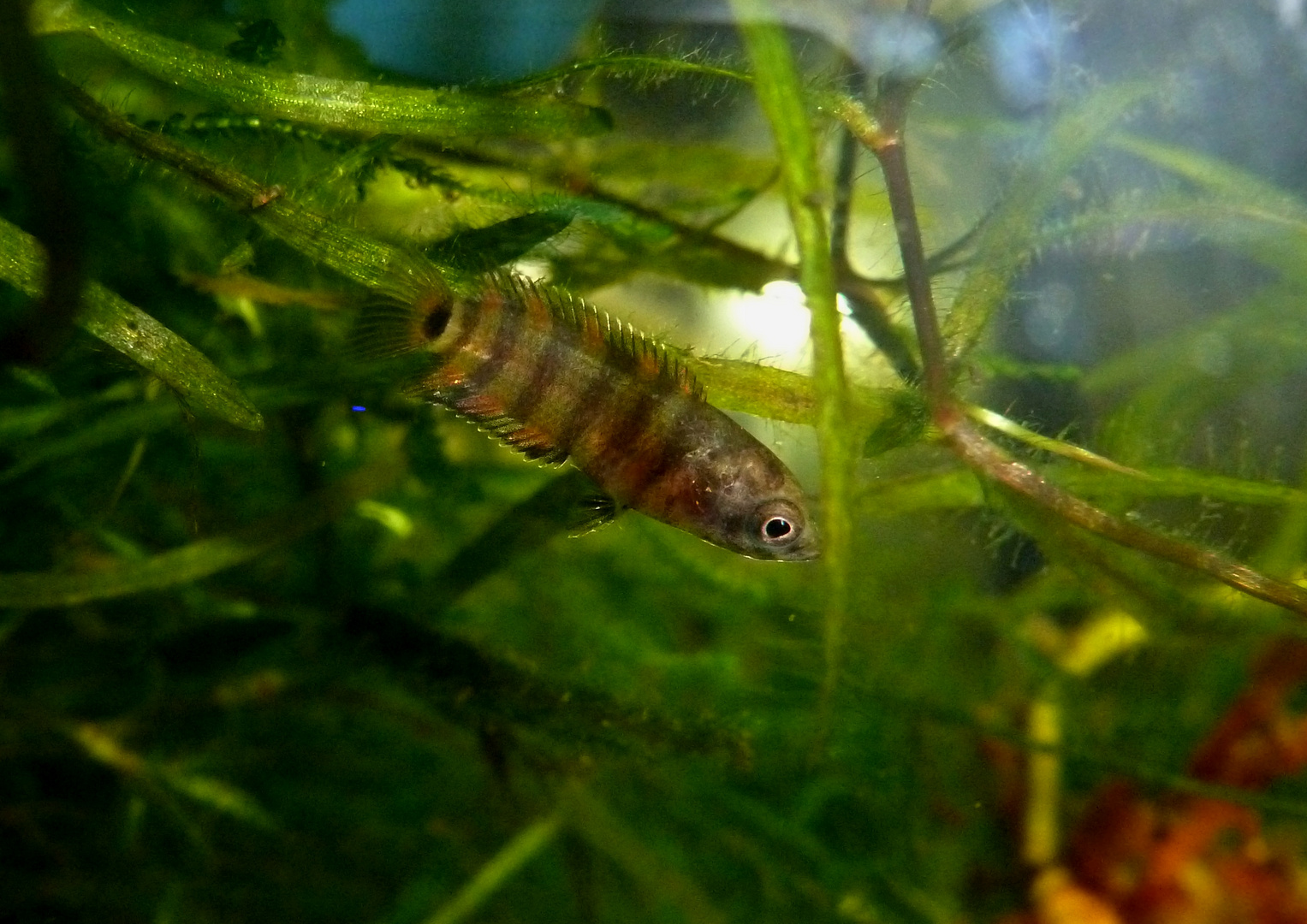 Baby des Orange-Buschfisches (Microctenopoma ansorgii)