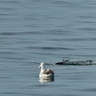 baby dolphine