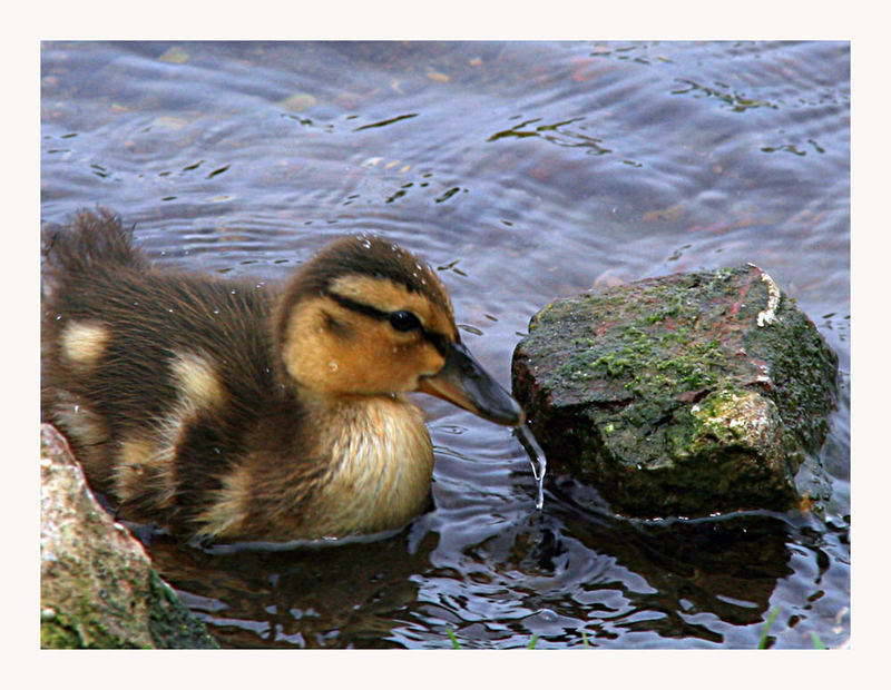 Baby Duck