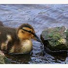 Baby Duck