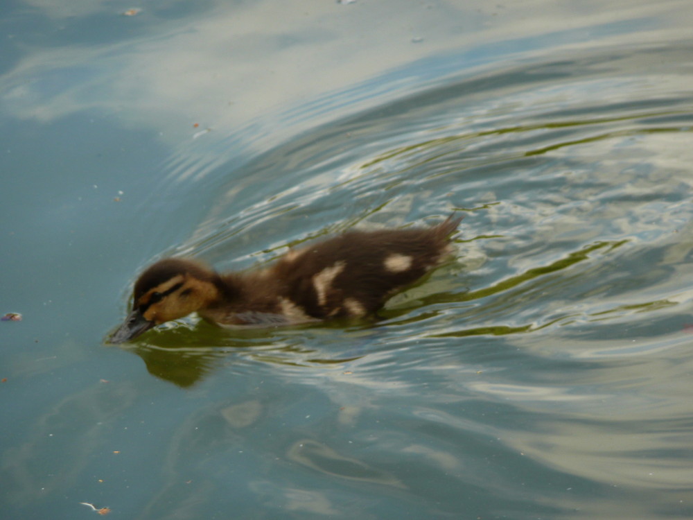 Baby duck