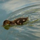 Baby duck