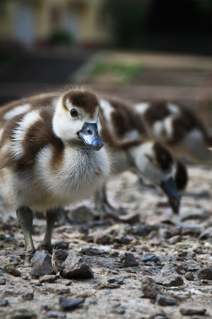 baby duck