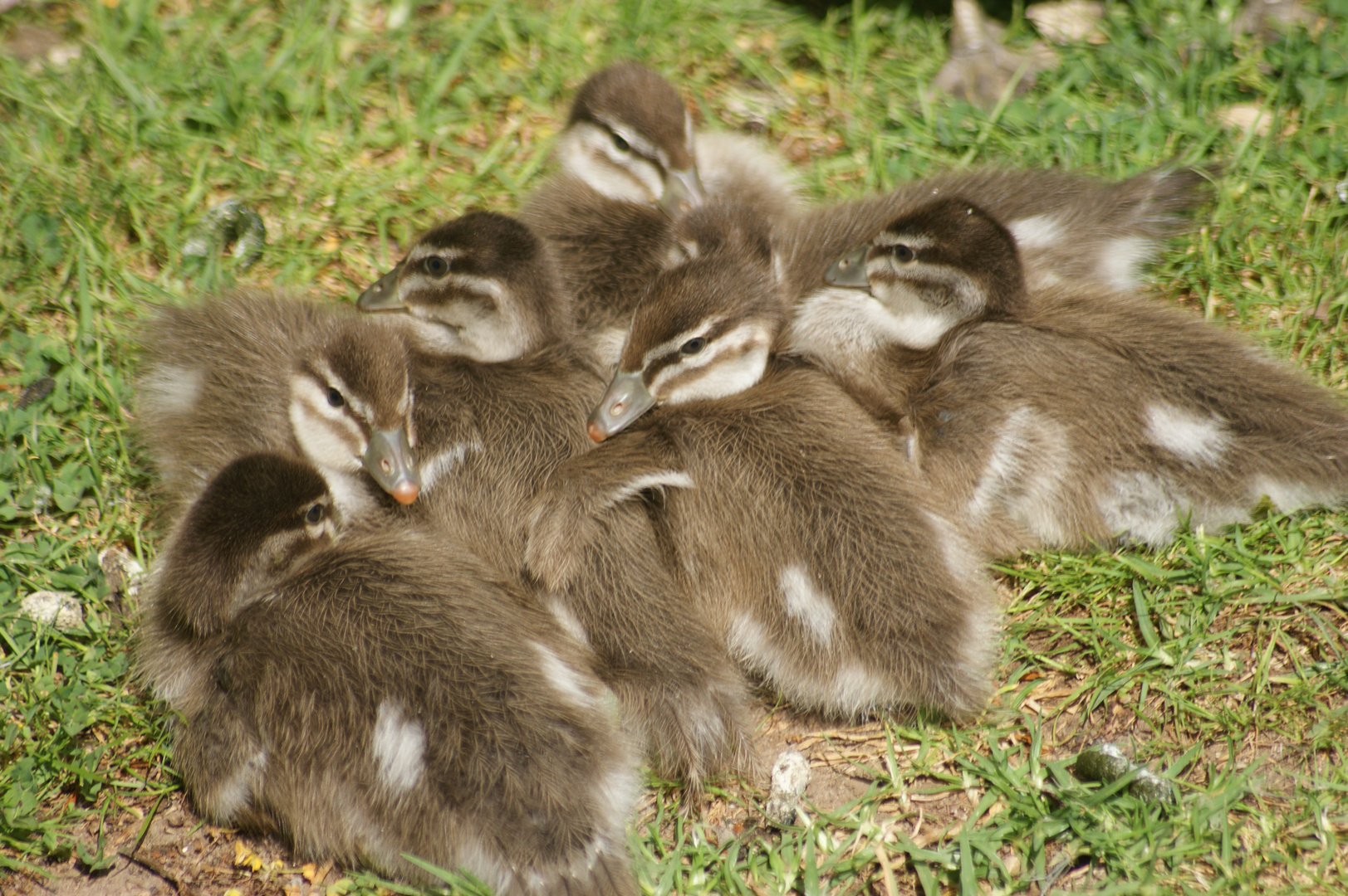 Baby Ducks