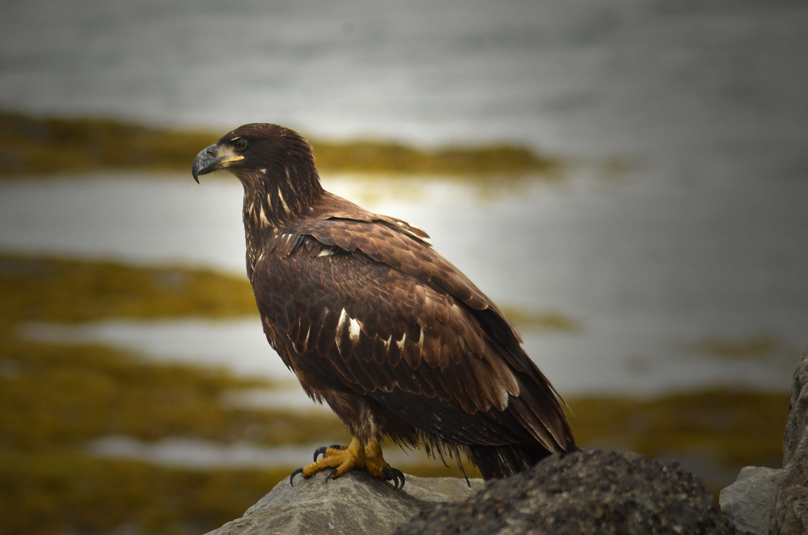 baby eagle