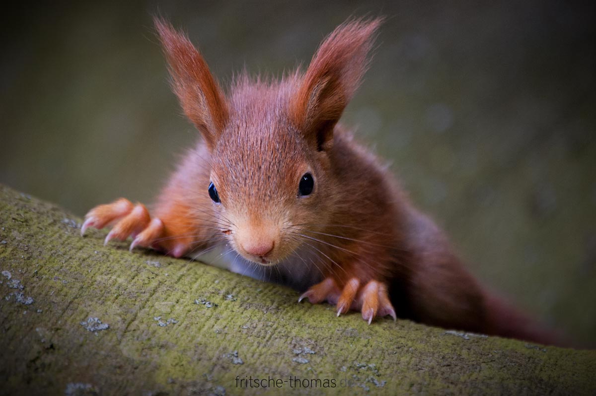 Baby Eichhörnchen