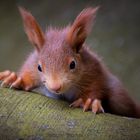 Baby Eichhörnchen