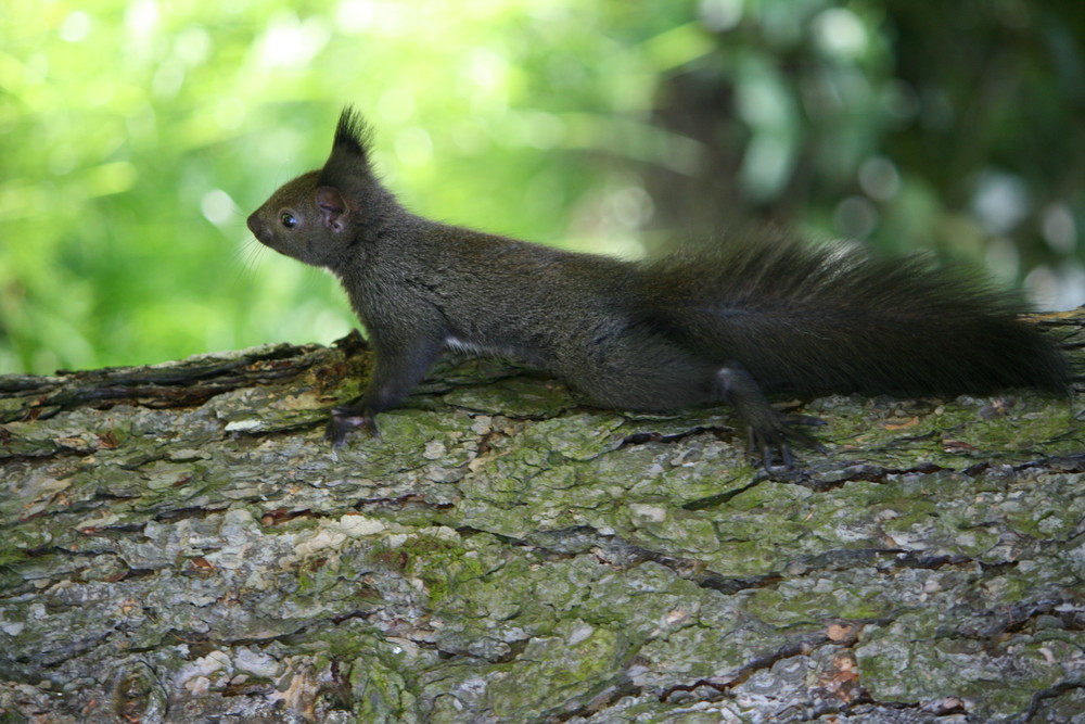 Baby - Eichhörnchen.