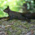 Baby - Eichhörnchen.