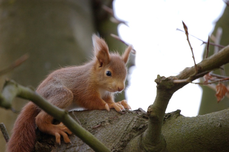 Baby Eichhörnchen Foto & Bild | tiere, wildlife, wildlife: sonstige tiere Bilder auf fotocommunity