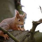 Baby Eichhörnchen