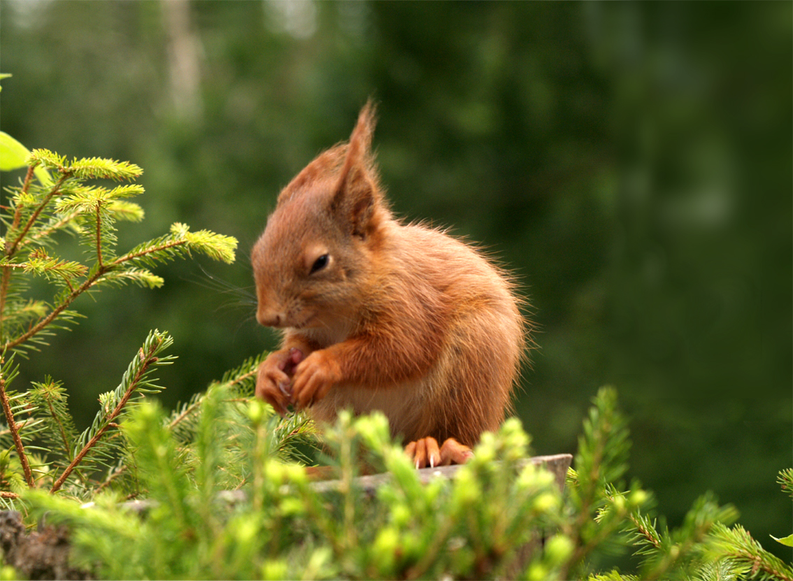 Baby-Eichhörnchen im Wind