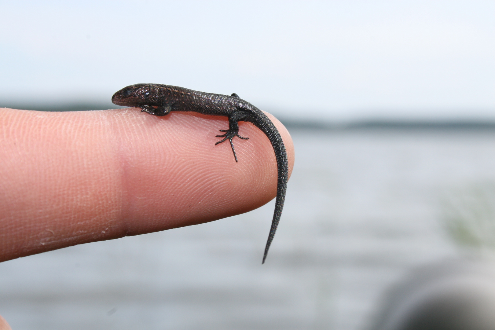 BabyEidechse Foto & Bild tiere, wildlife, amphibien & reptilien
