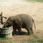 Baby-Elefant