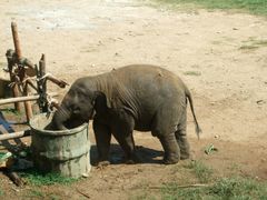 Baby-Elefant