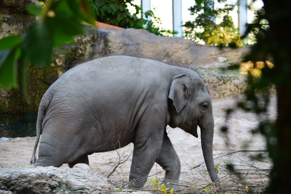 Baby Elefant