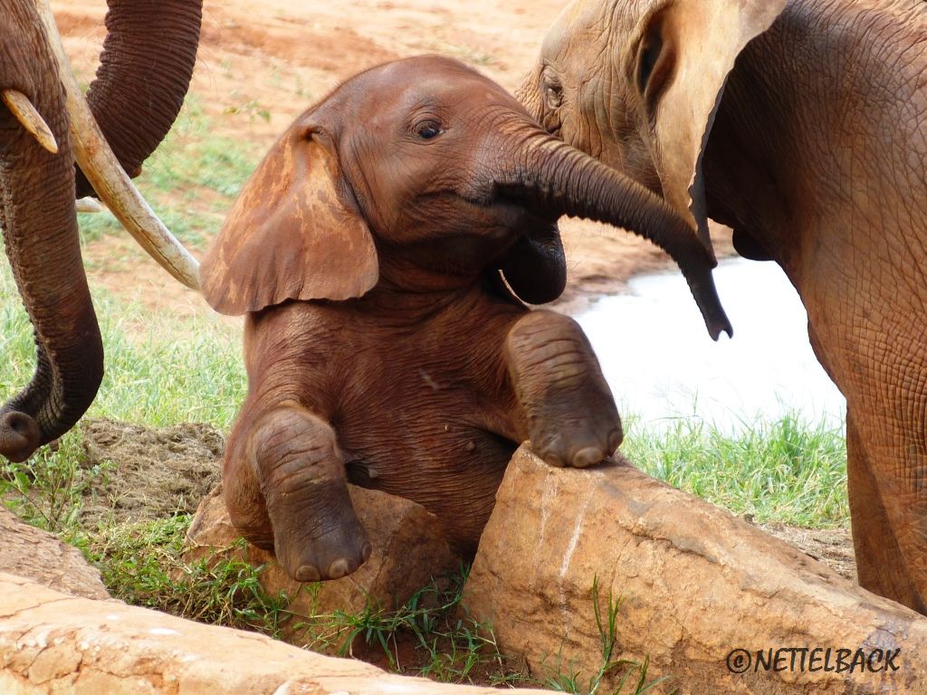 Baby Elefant