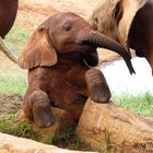 Baby Elefant