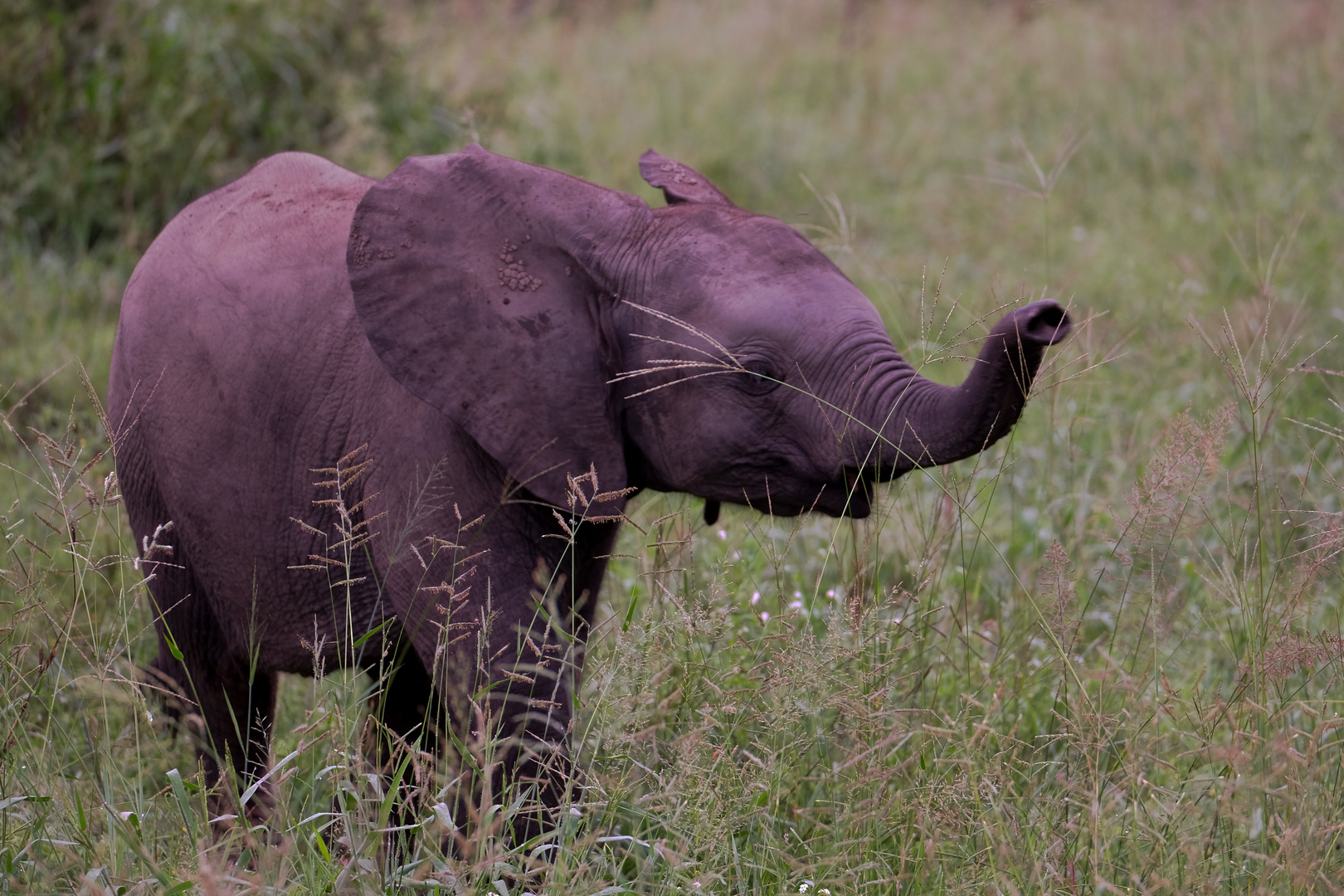 Baby-Elefant