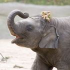 Baby-Elefant