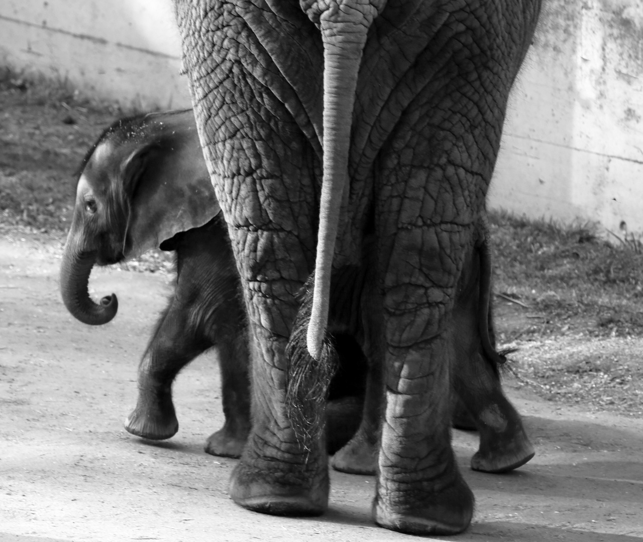 Baby-Elefant 