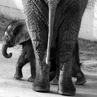 Baby-Elefant 