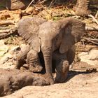 Baby Elefant beim Schlammbaden 2928