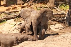 Baby Elefant beim Schlammbaden 2928