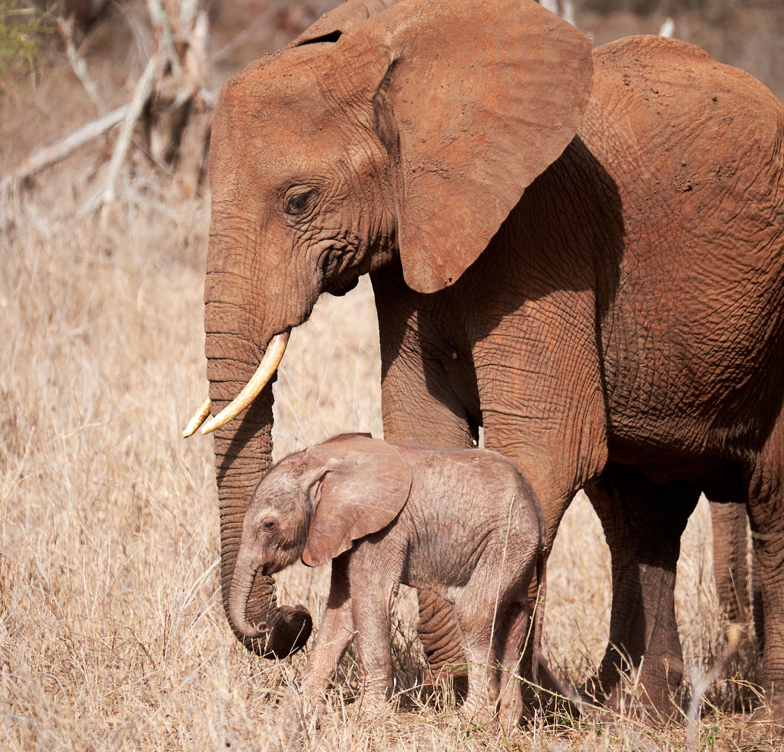 Baby Elefant