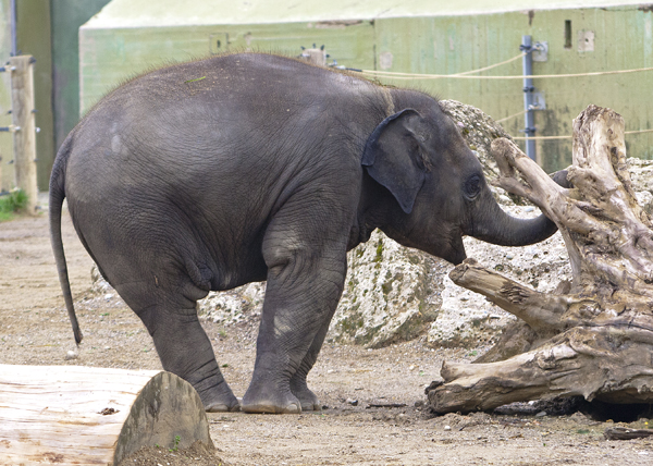 Baby Elefant