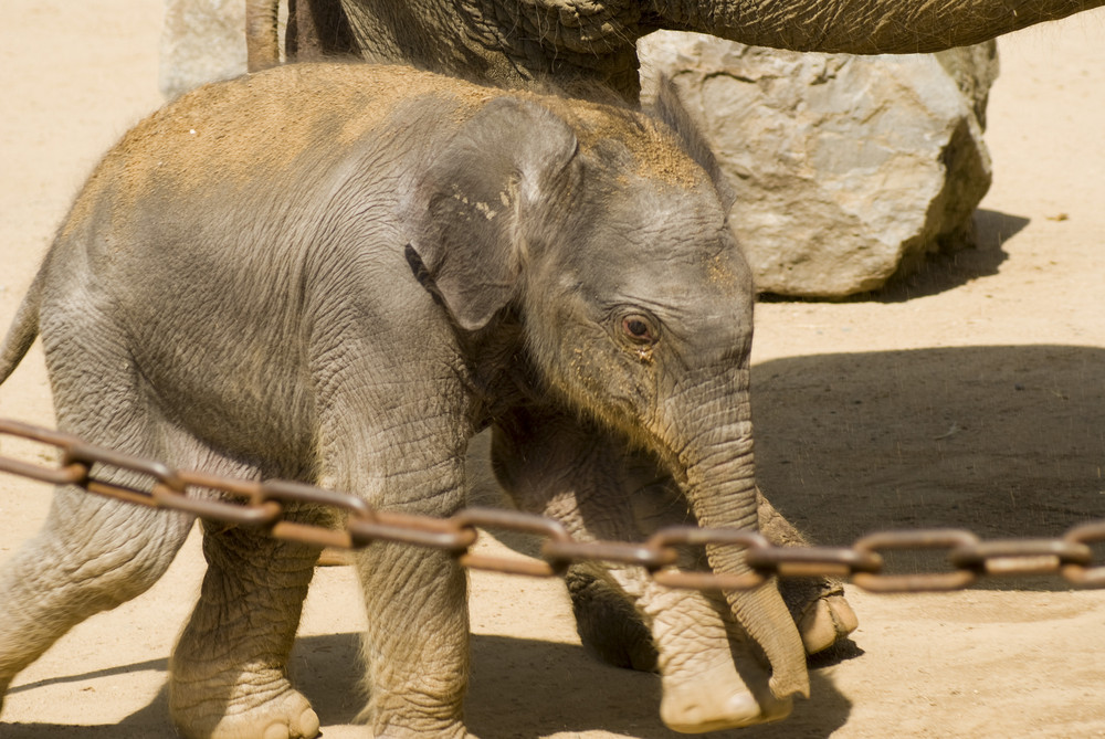 Baby Elefant Hannover Zoo