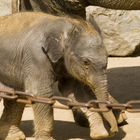Baby Elefant Hannover Zoo