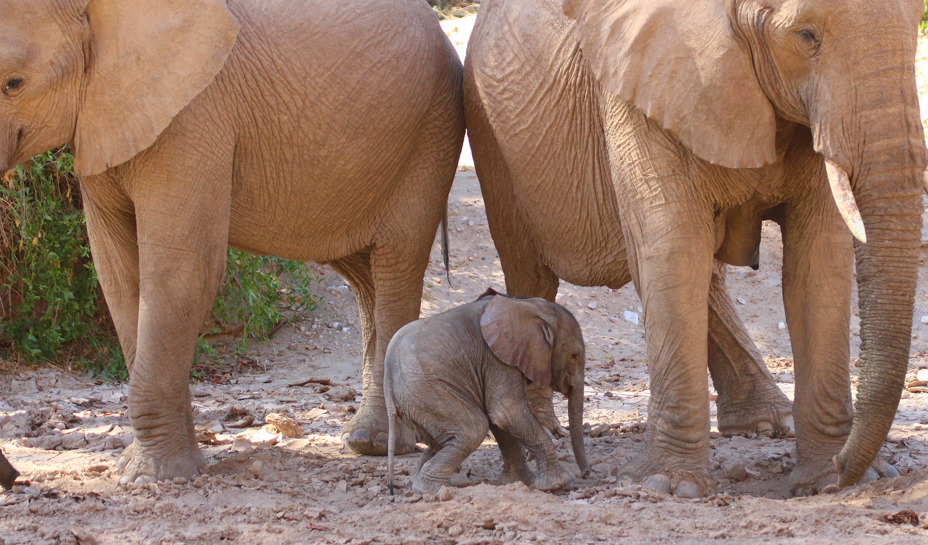 Baby Elefant im Hoanib Tal