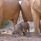 Baby Elefant im Hoanib Tal