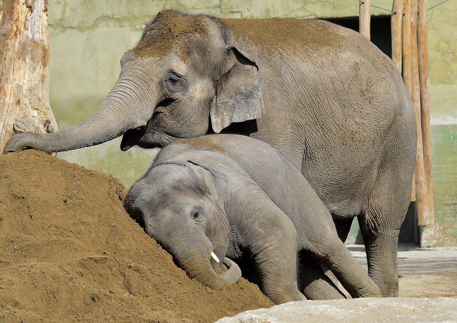 "Baby Elefant" Ludwig in seinem Sandkasten