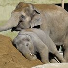 "Baby Elefant" Ludwig in seinem Sandkasten