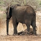 Baby Elefant schläft