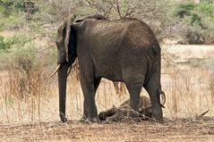 Baby Elefant schläft