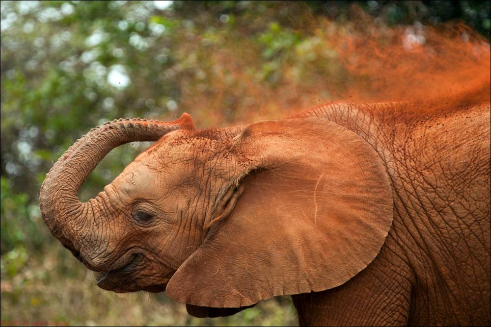 Baby Elefant spielt mit Sand