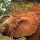 Baby Elefant spielt mit Sand