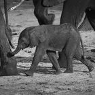 Baby Elephant