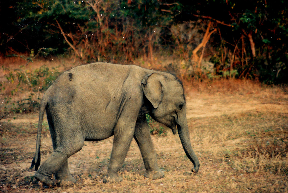 Baby Elephant...