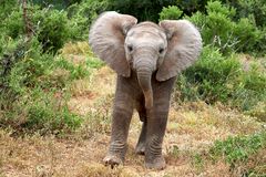 Baby Elephant