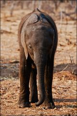 [ Baby Elephant ]