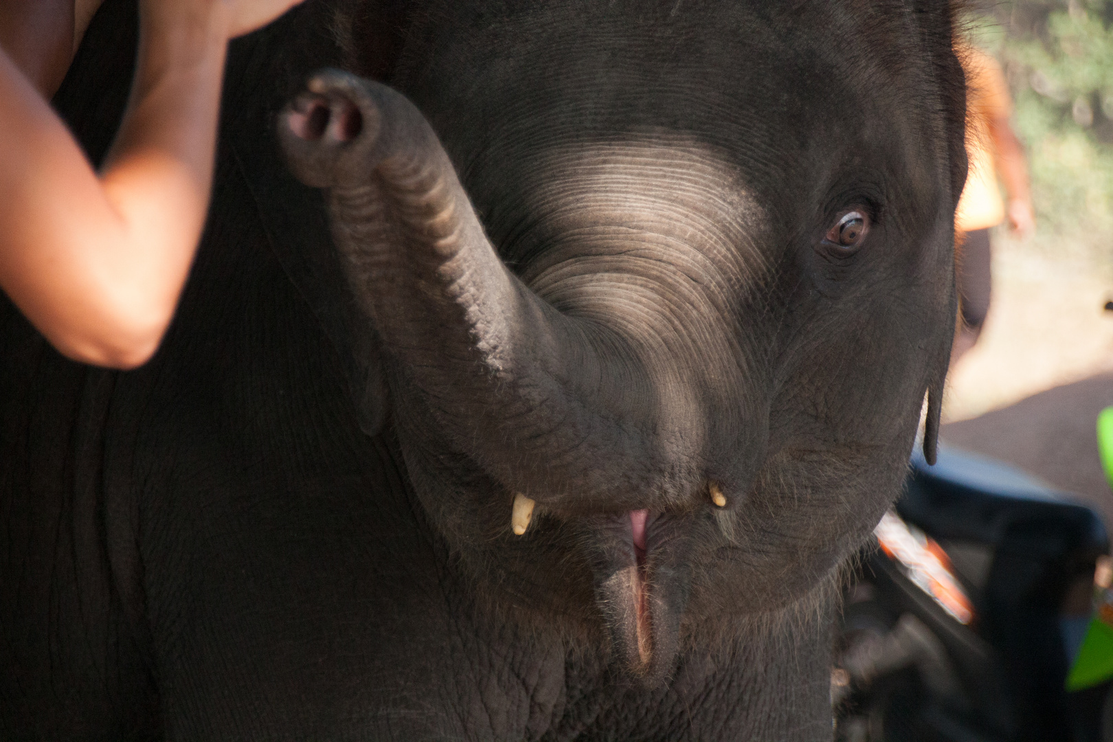 Baby Elephant